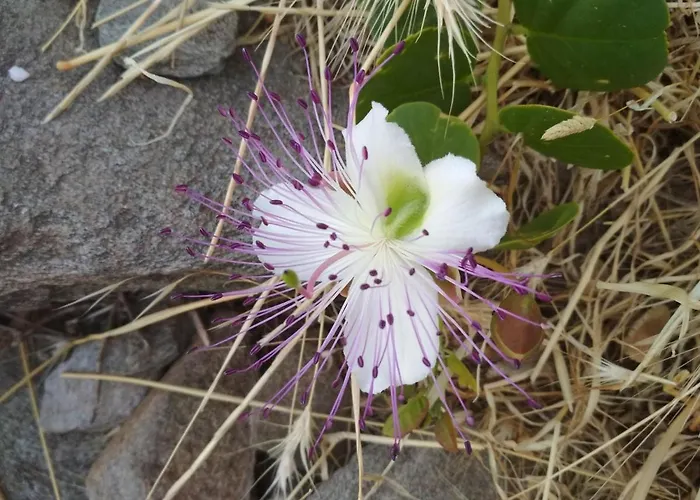 Kalamonari Nature House, Cycladic Wilderness