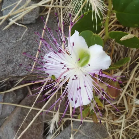 Kalamonari Nature House, Cycladic Wilderness